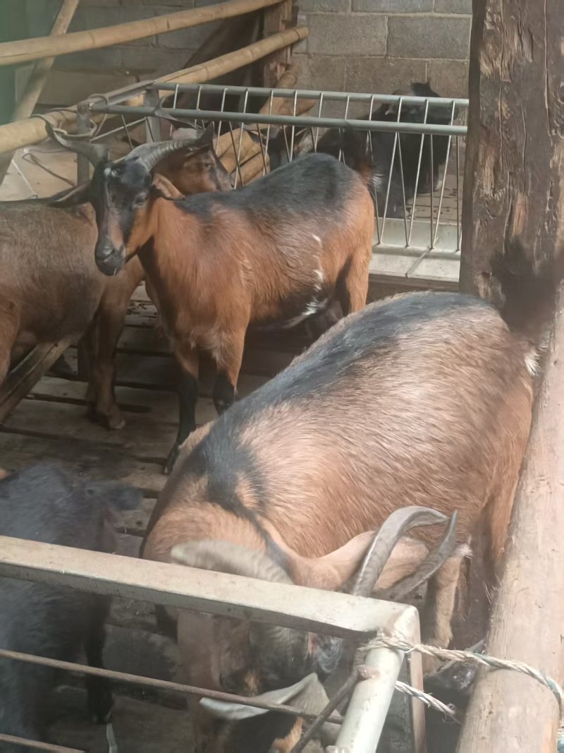 师宗活羊