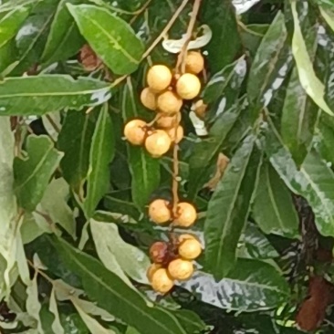 龙眼