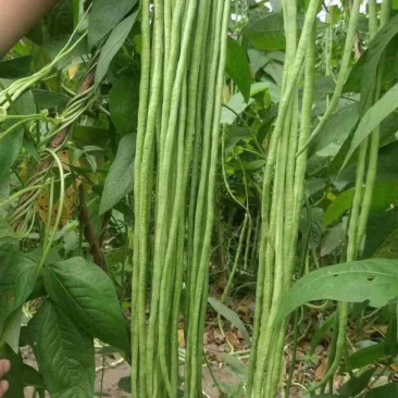 豇豆
