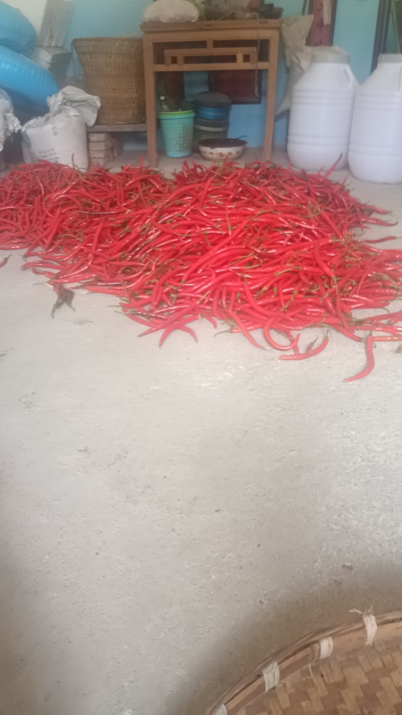 七号红椒大量有货