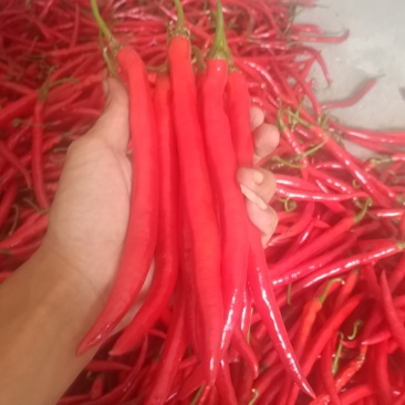 七号红椒大量有货