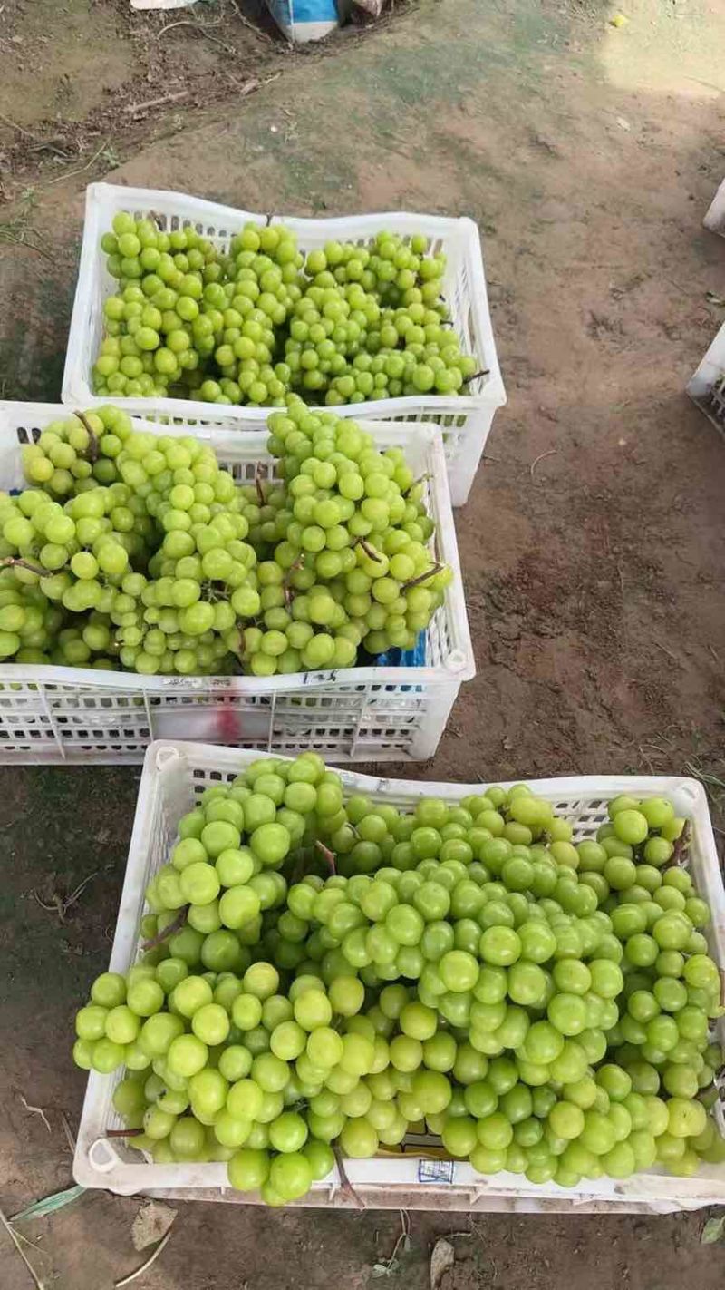 串型紧凑的阳光玫瑰，颗粒饱满果肉细腻糖度18个左右果面干净