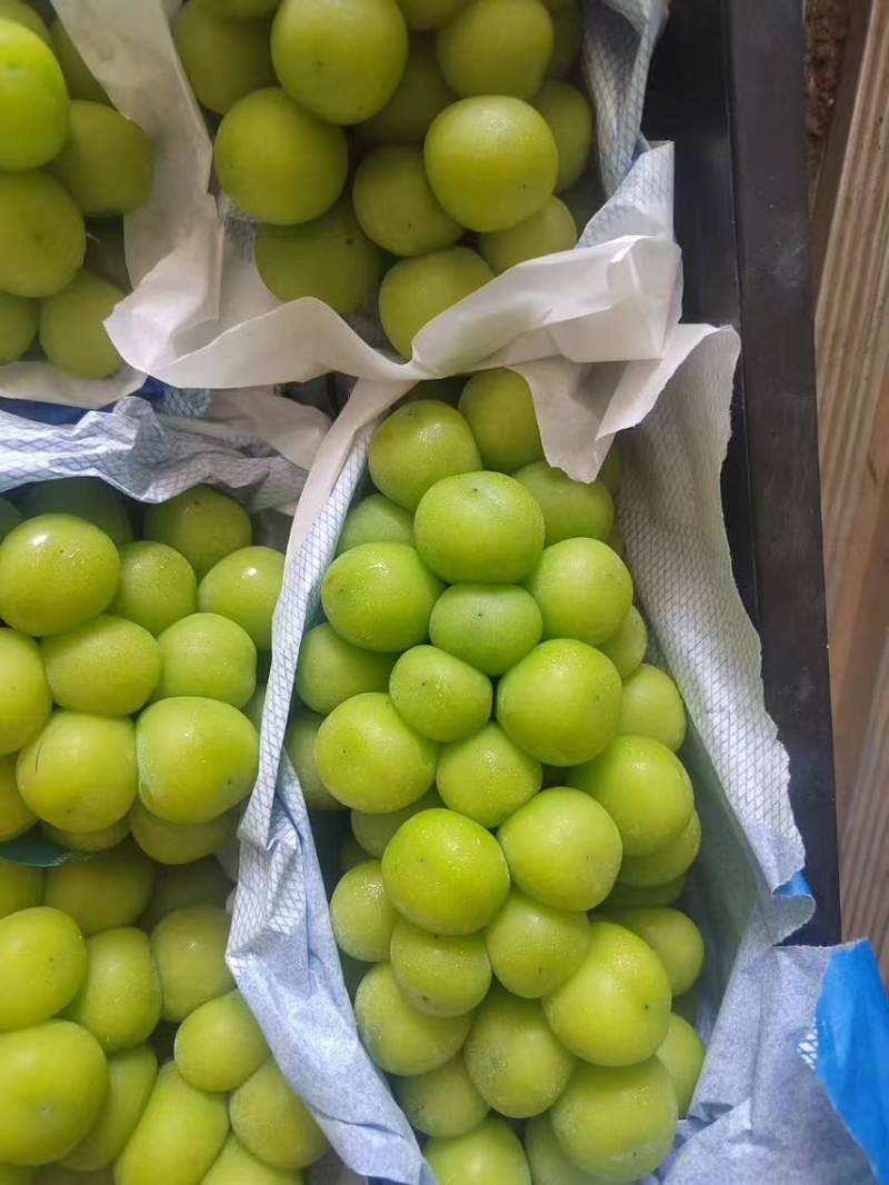 串型紧凑的阳光玫瑰，颗粒饱满果肉细腻糖度18个左右果面干净