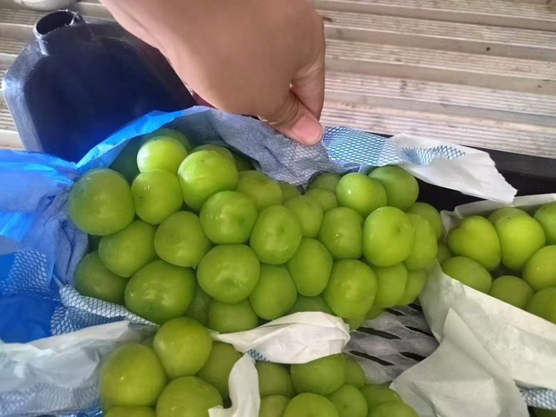 串型紧凑的阳光玫瑰，颗粒饱满果肉细腻糖度18个左右果面干净