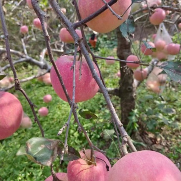 山东红富士苹果