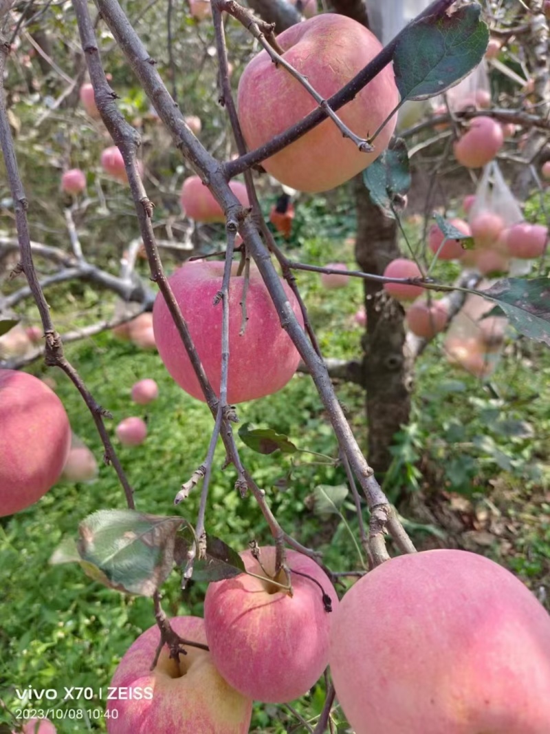 山东红富士苹果
