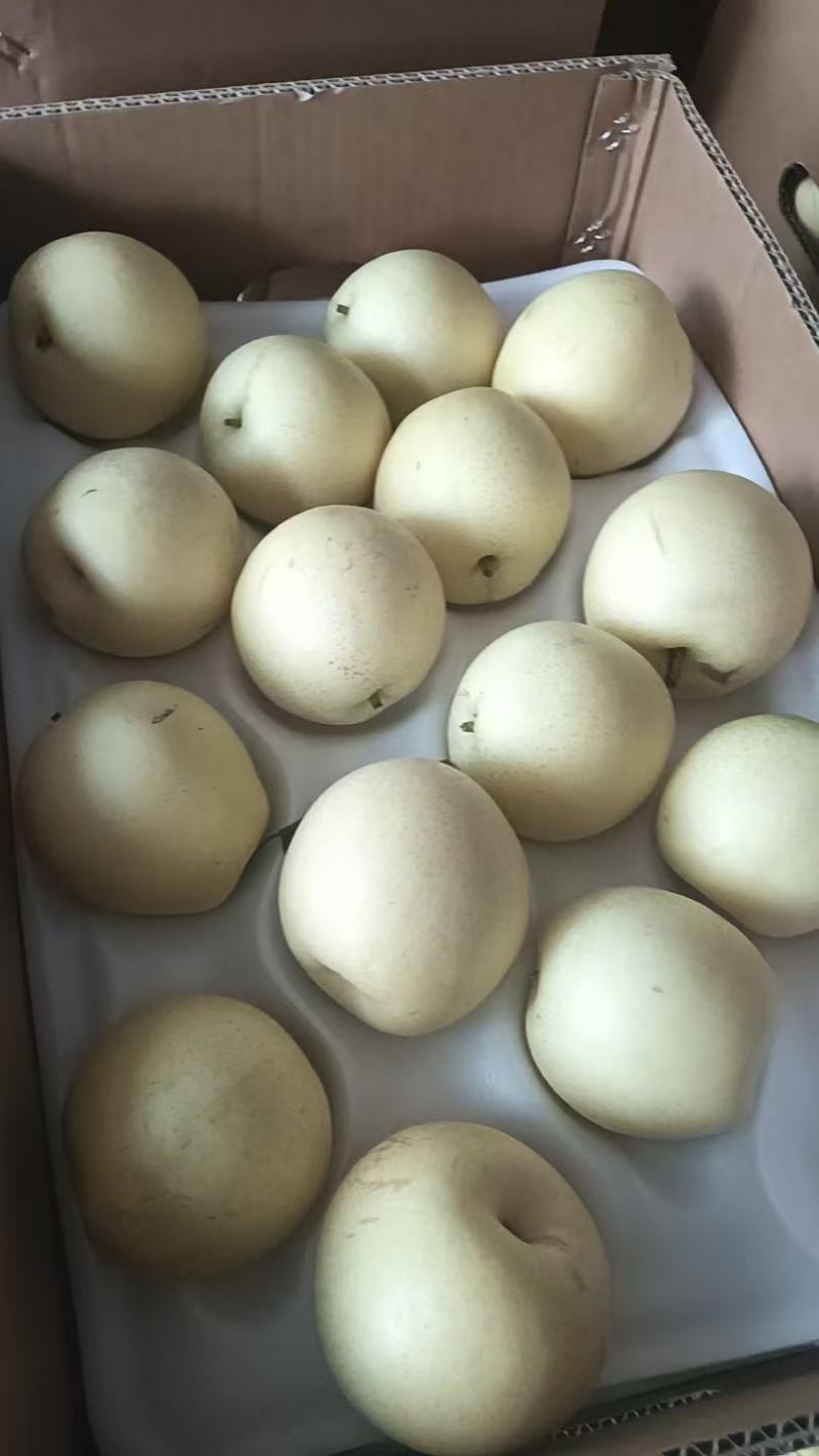 皇冠梨