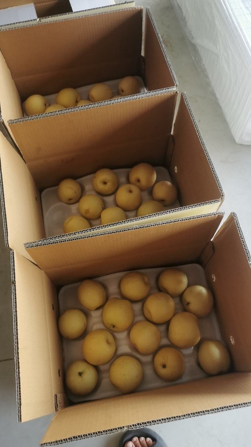 皇冠梨