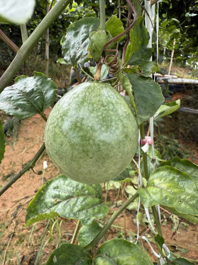百香果