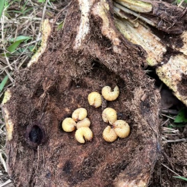 野生葛根虫