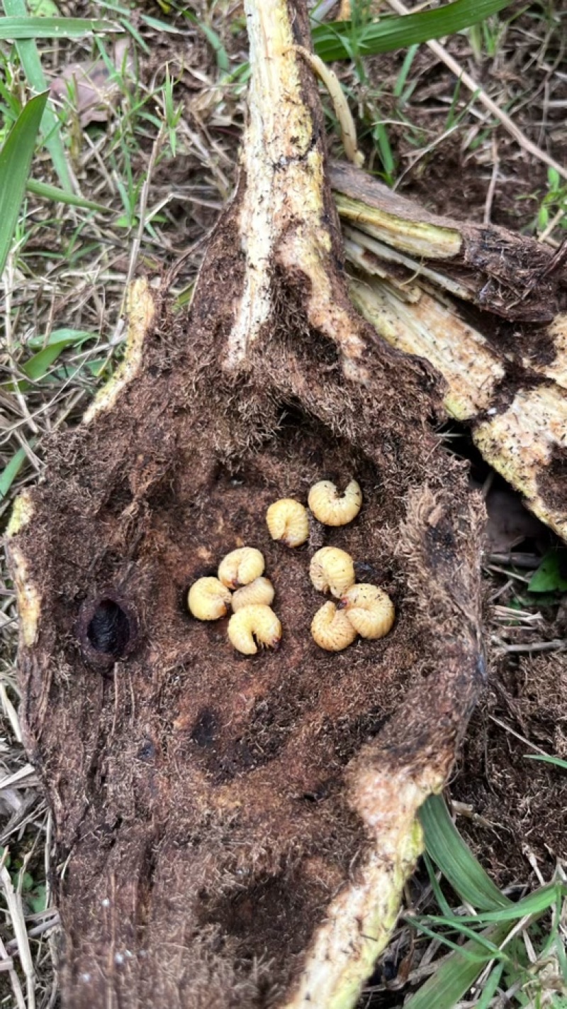 野生葛根虫