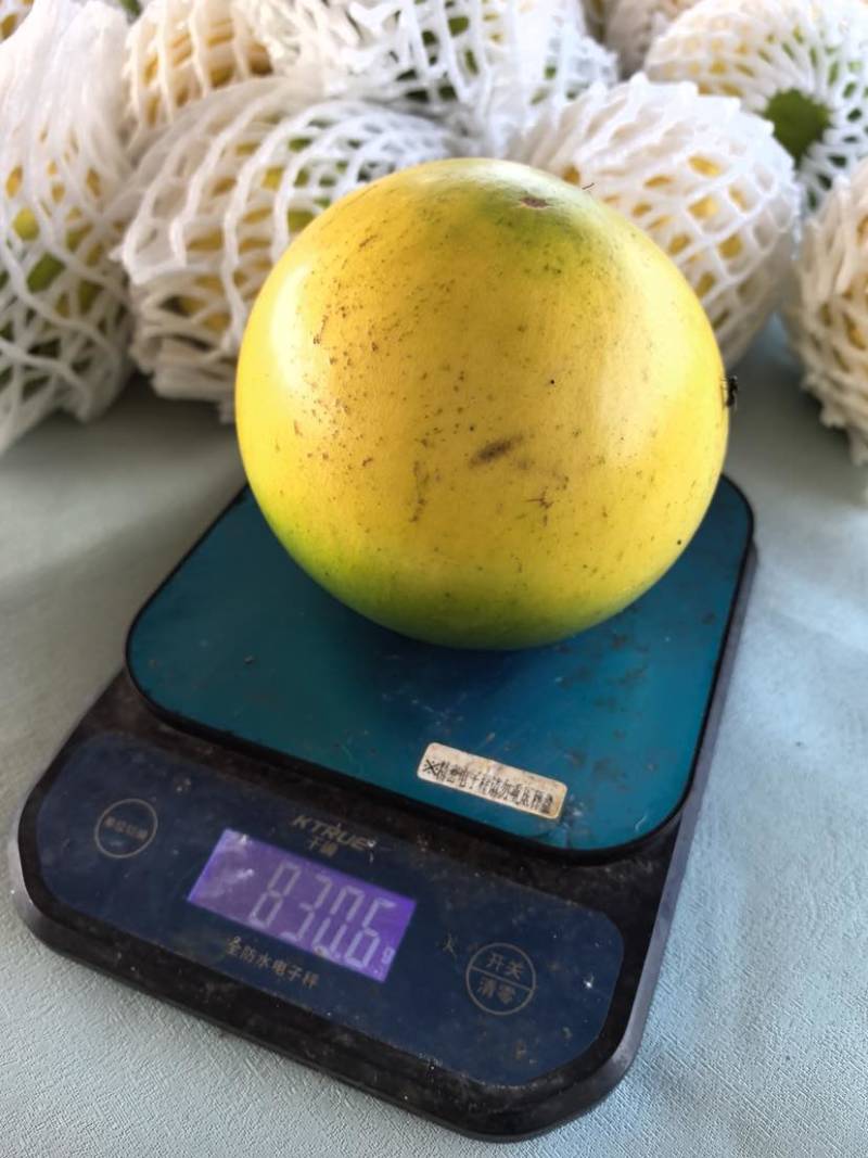 黄晶果