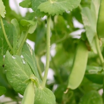 豌豆四季豆大扁豆无筋豆