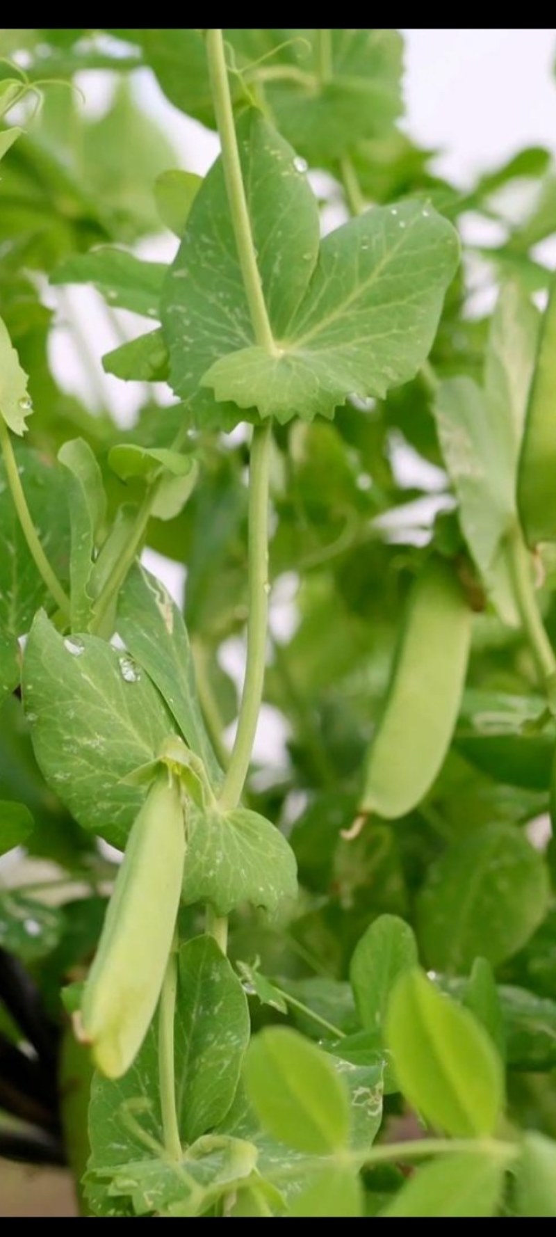 豌豆四季豆大扁豆无筋豆