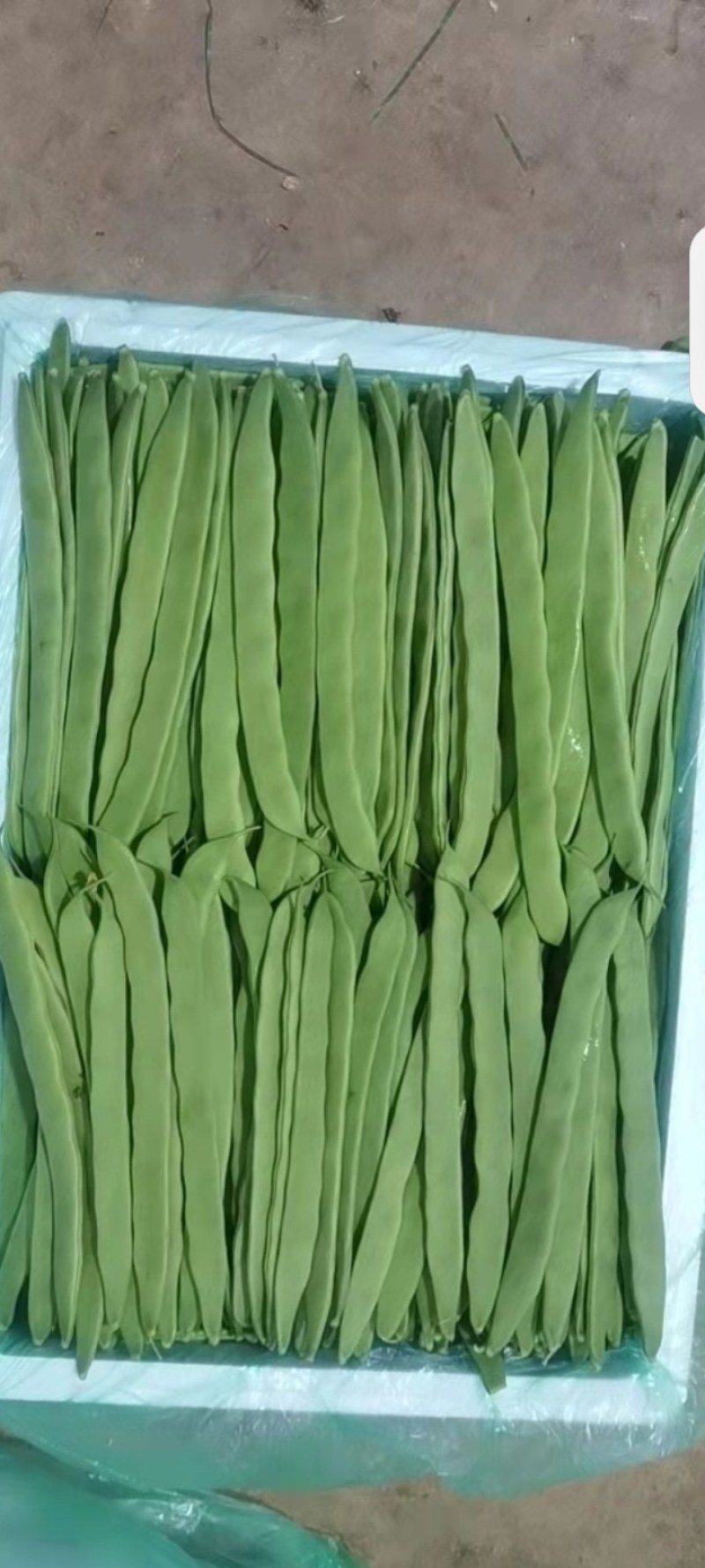 豌豆四季豆大扁豆无筋豆