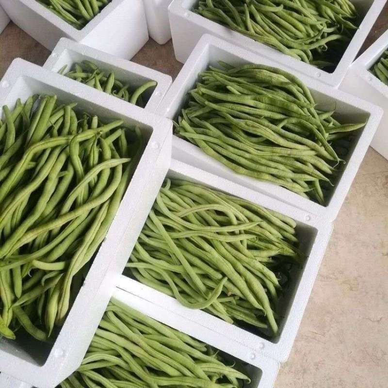 豌豆四季豆大扁豆无筋豆