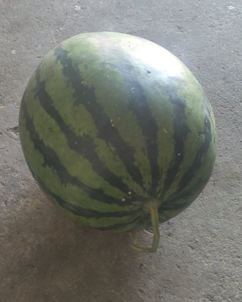 庆红999西瓜