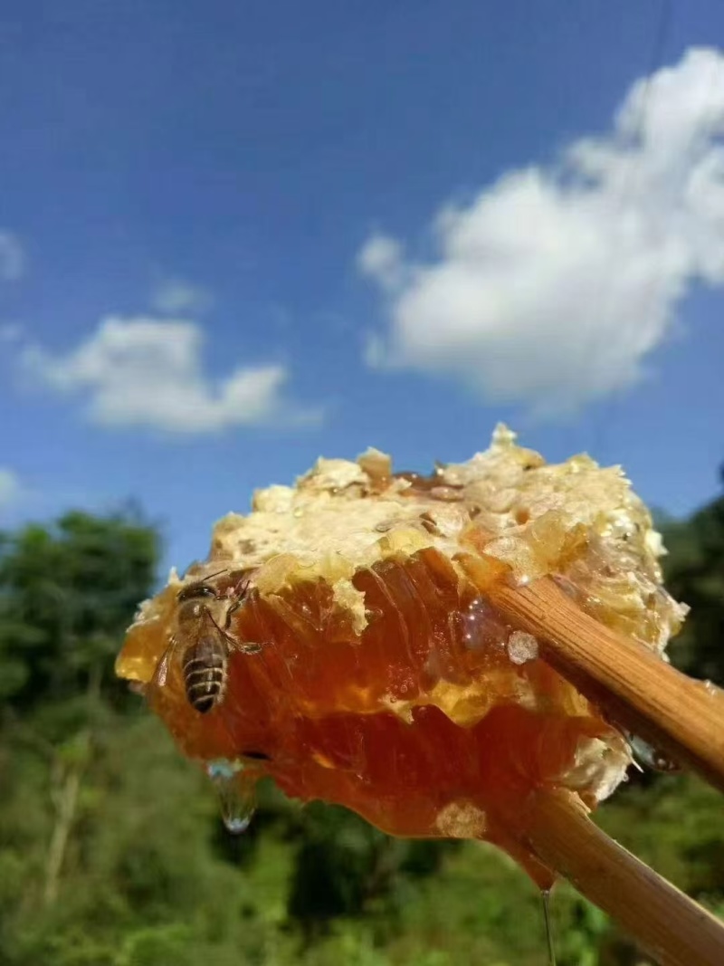 彝家土蜂蜜