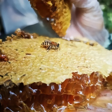 秦岭土蜂蜜（百花蜜，一年只采一次）