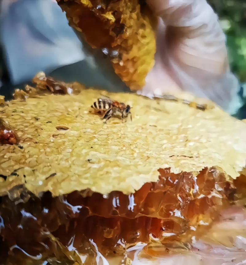 秦岭土蜂蜜（百花蜜，一年只采一次）