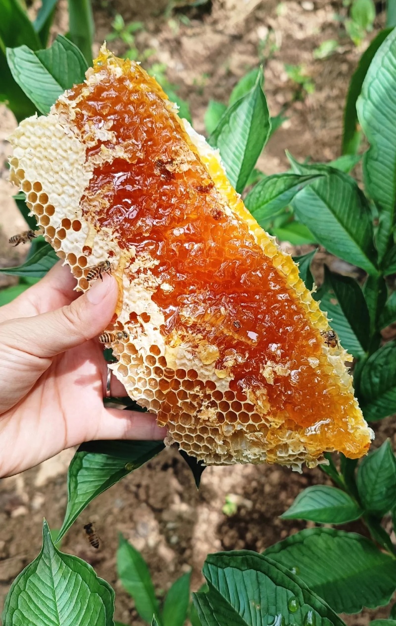 秦岭土蜂蜜（百花蜜，一年只采一次）