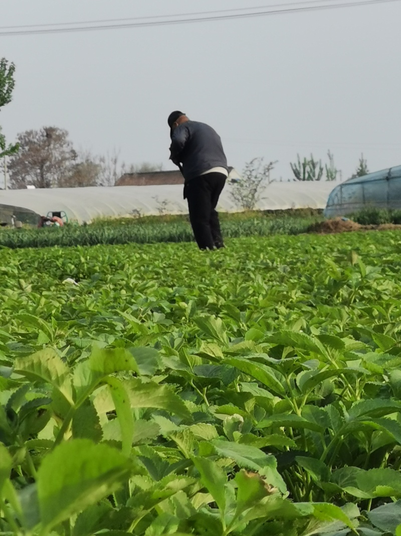 新鲜白芷
