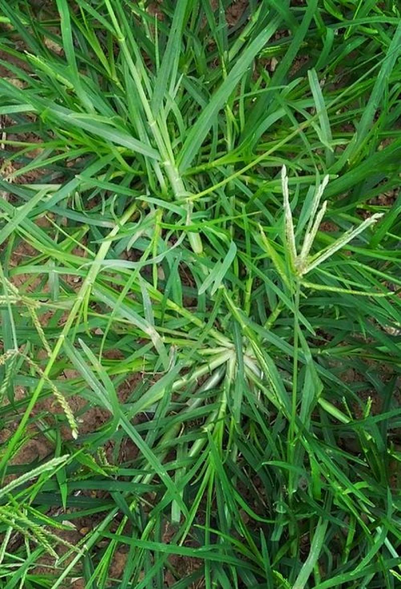 牛筋草