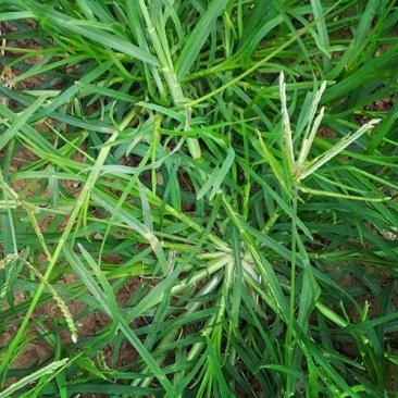 牛筋草