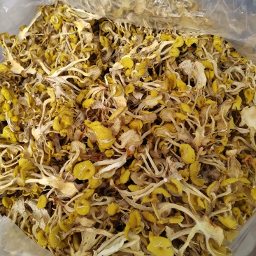 鸡油菌
