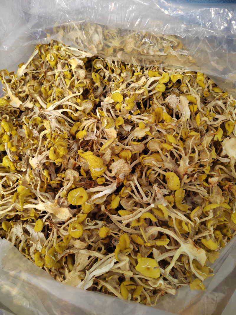 鸡油菌