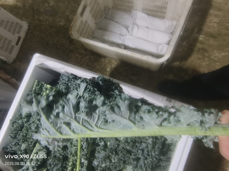 羽衣甘蓝