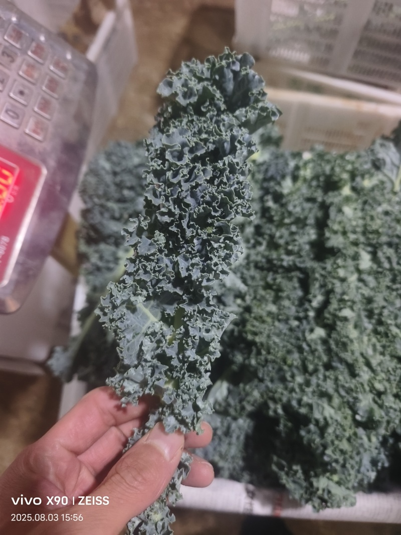 羽衣甘蓝