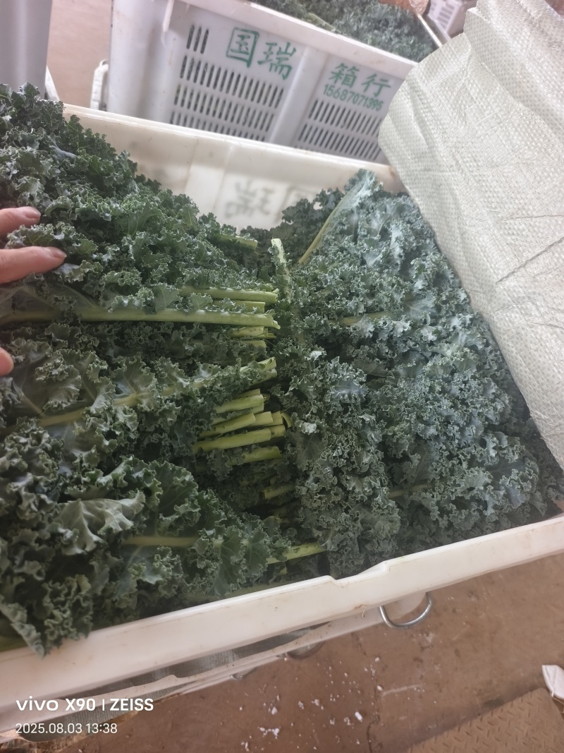 羽衣甘蓝