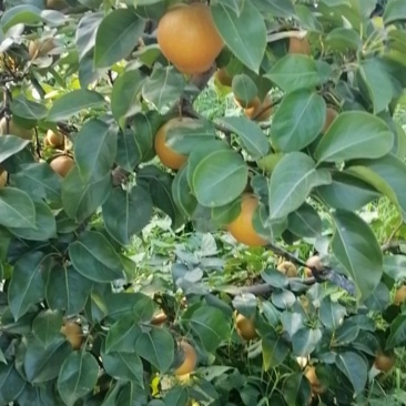 新鲜黄花梨