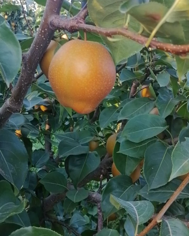 新鲜黄花梨