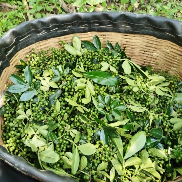云南昆明禄劝青花椒