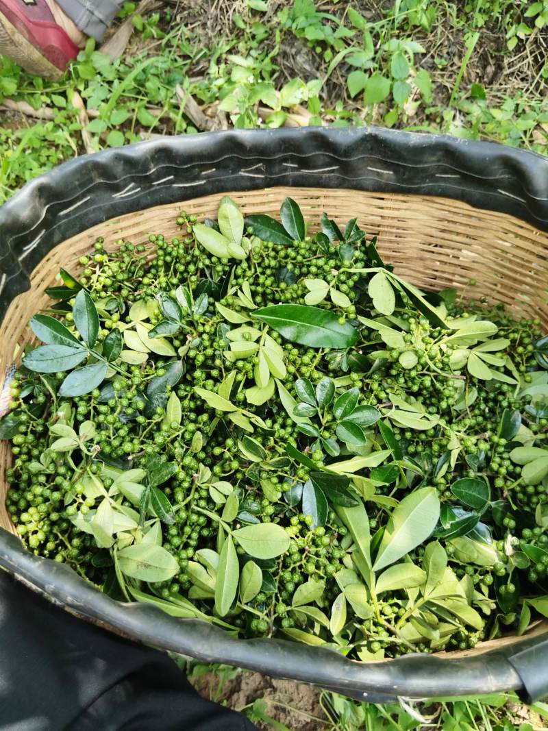 云南昆明禄劝青花椒