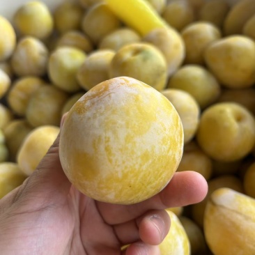 黄金奈李