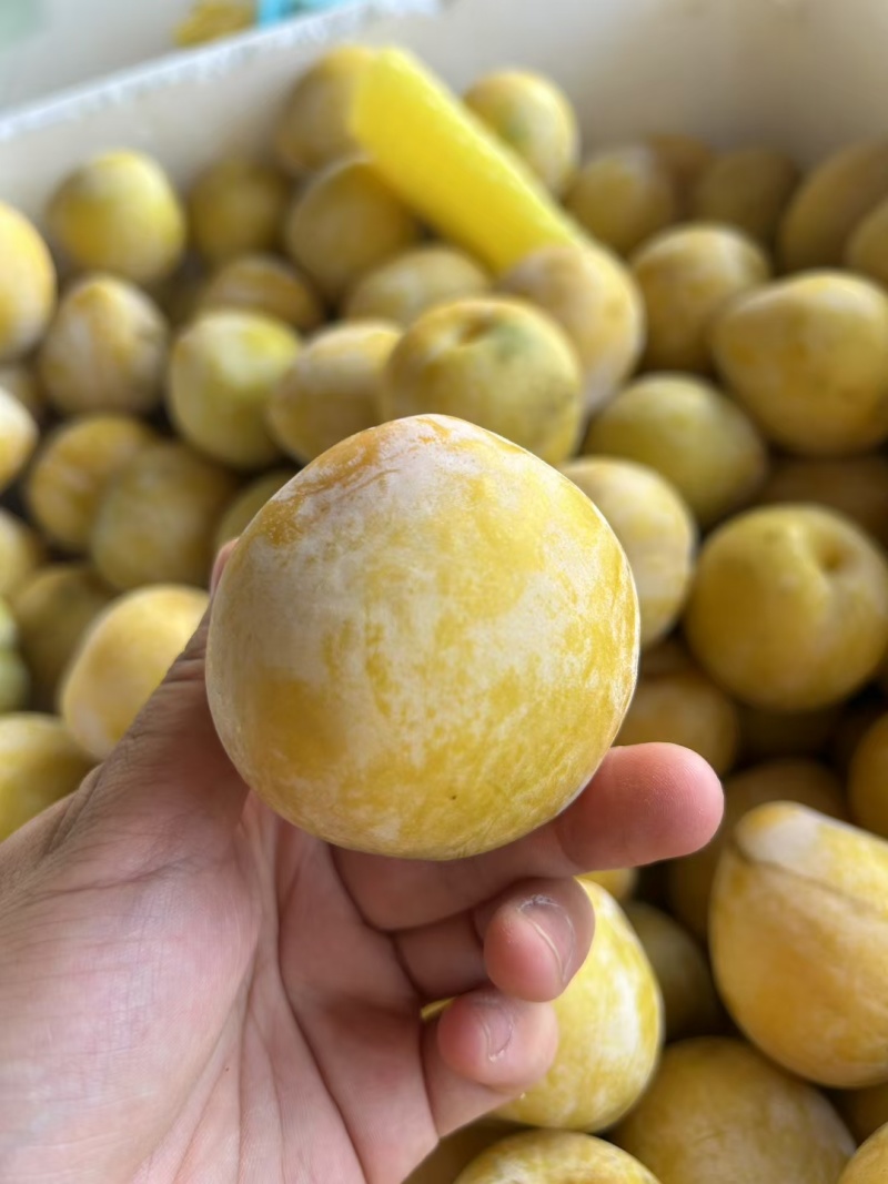 黄金奈李