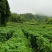 湖北高山辣椒