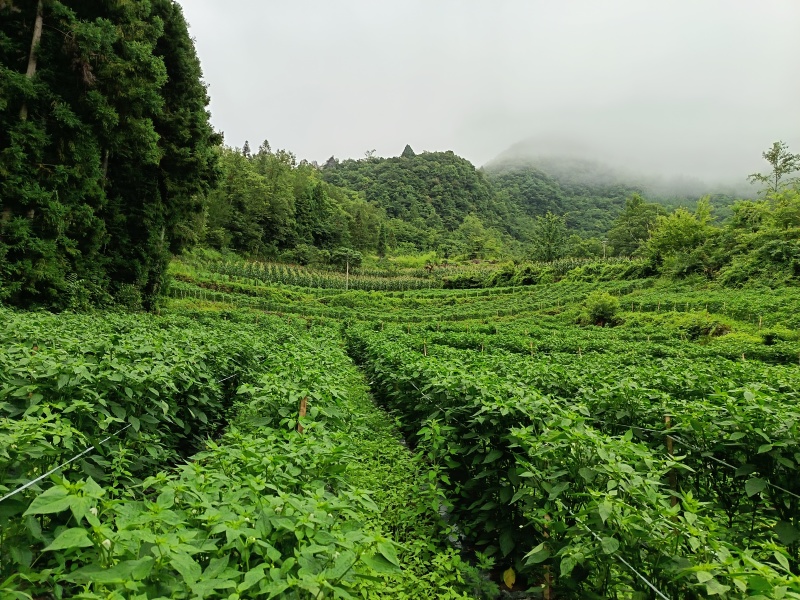 湖北高山辣椒