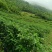 湖北高山辣椒