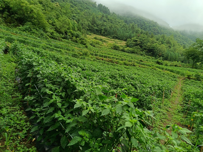 湖北高山辣椒