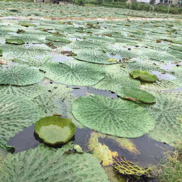 新鲜采摘大果，鸡头米，芡实
