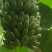 云南河口山地粉芭蕉