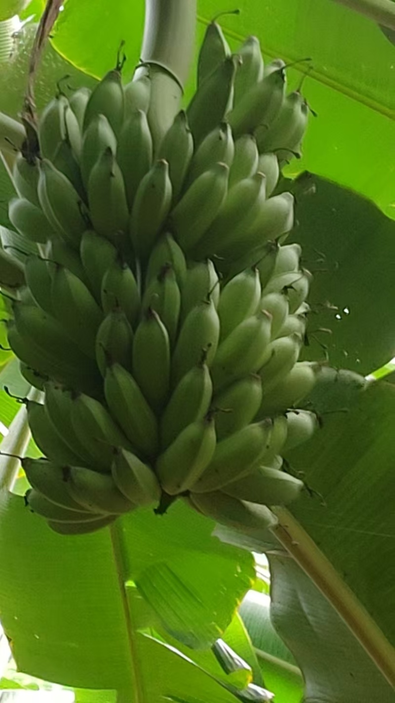 云南河口山地粉芭蕉