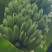 云南河口山地粉芭蕉