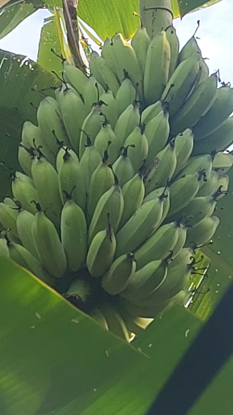 云南河口山地粉芭蕉