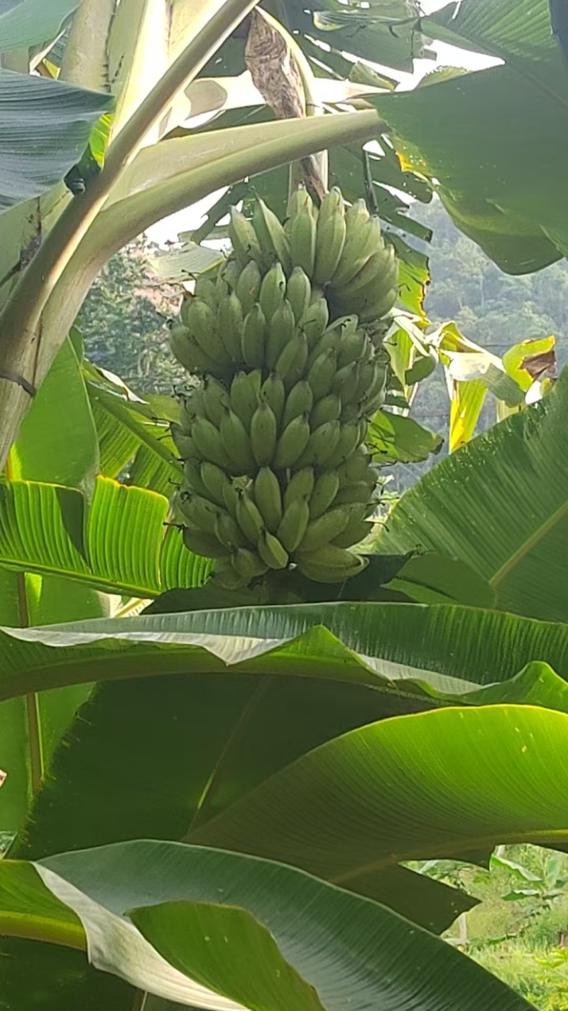 云南河口山地粉芭蕉