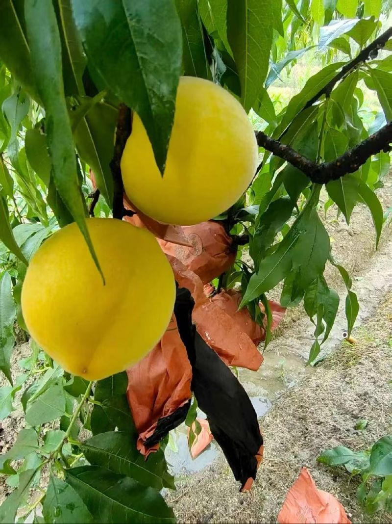 桂东高山黄桃